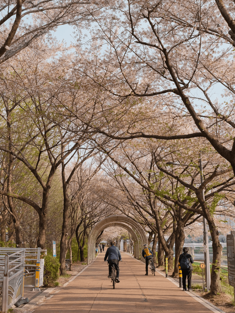 Seoul's Cherry Blossoms